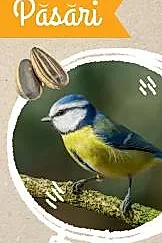Micul Biolog - Pasari