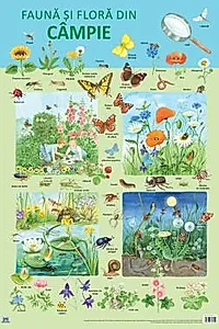 Plansa Fauna si flora din campie