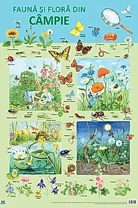 Planșă - Fauna și flora din câmpie