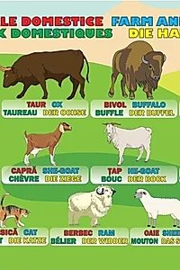 Planșă - Animale domestice