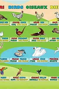 Planșă - Păsări
