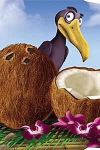 Nuca de cocos. Primii paşi