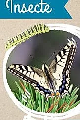 Micul Biolog - Insecte