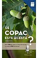 Ce copac este acesta?