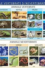 Animale vertebrate si nevertebrate