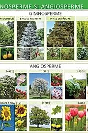 Gimnosperme si angiosperme