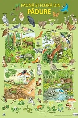 Plansa Fauna si flora din padure