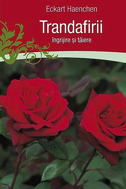 Trandafirii: îngrijire şi tăiere