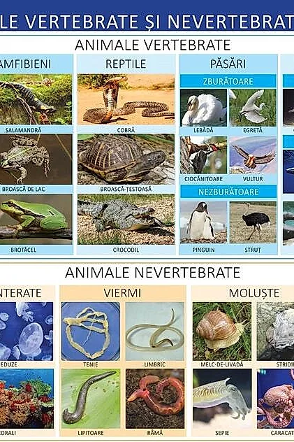 Animale vertebrate și nevertebrate - Planșă educativă