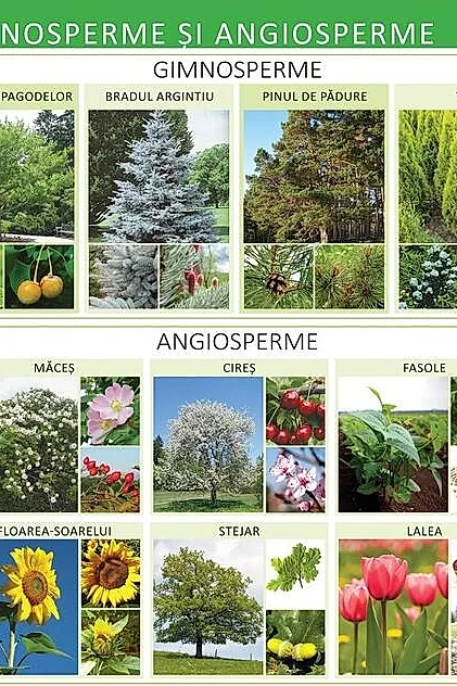 Gimnosperme și angiosperme - Planșă educativă
