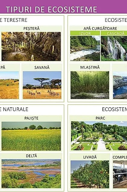 Tipuri de ecosisteme - Planșă educativă