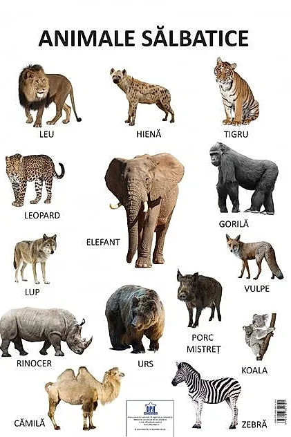 Planșă - Animale sălbatice