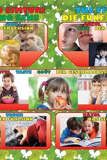 Planșă - Cele cinci simțuri