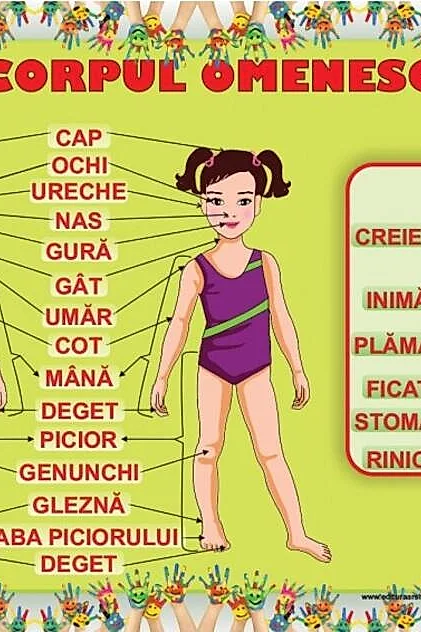 Planșă - Corpul omenesc