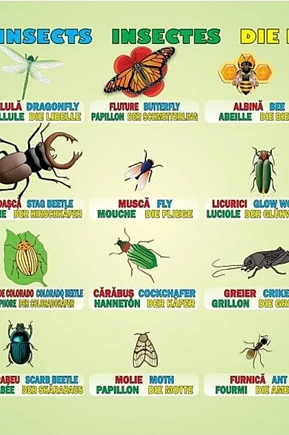 Planșă - Insecte